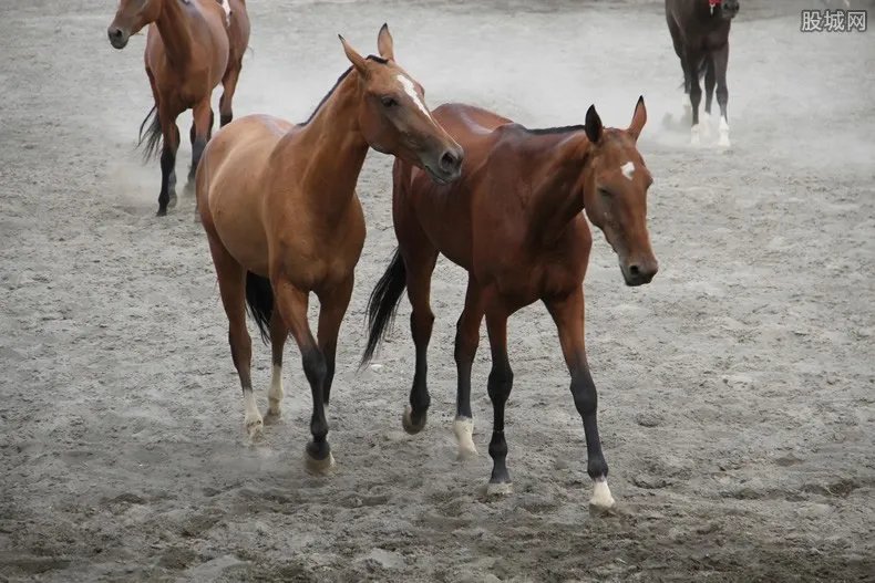 骑马接儿子放学 养马要注意哪些细节