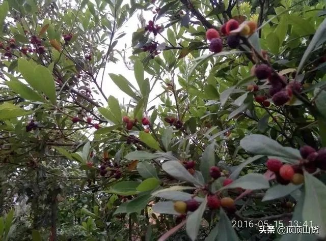 杨梅苗木栽培需要注意哪些事项？有没有什么好方法？