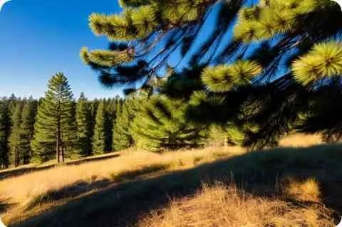 国耻未雪文言文