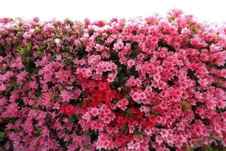 杜鹃花刷爆朋友圈,为何被告诫勿再买?