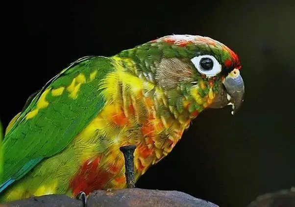 深圳鹦鹉案二审宣判了吗？