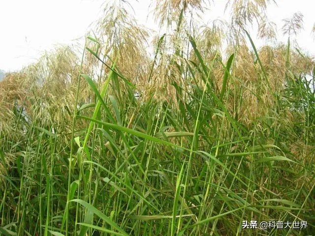 为什么有人说竹子不是树呢?竹子到底是树还是草?