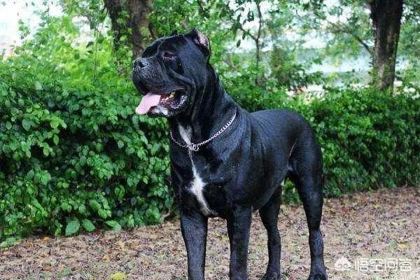 对主人忠诚的狗狗有哪些？