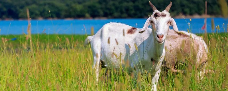 哪种动物的瞳孔是长方形的 什么动物的瞳孔是长方形的