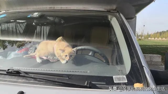 房车旅行可以带猫吗？为什么？