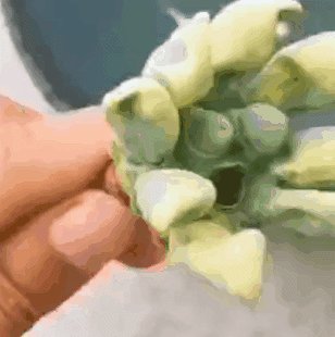 莲蓬极像《植物大战僵尸》的僵尸 网友狂做表情包