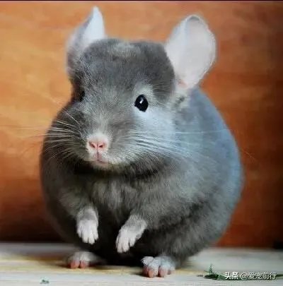 想养只小宠物具体哪个更适合家养？