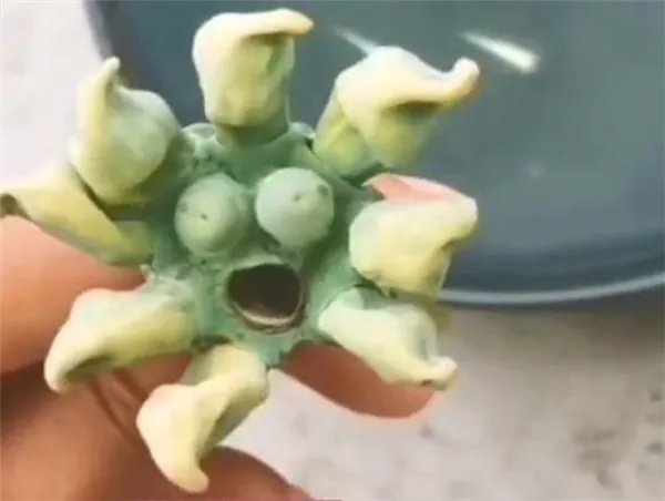 莲蓬极像《植物大战僵尸》的僵尸 网友狂做表情包