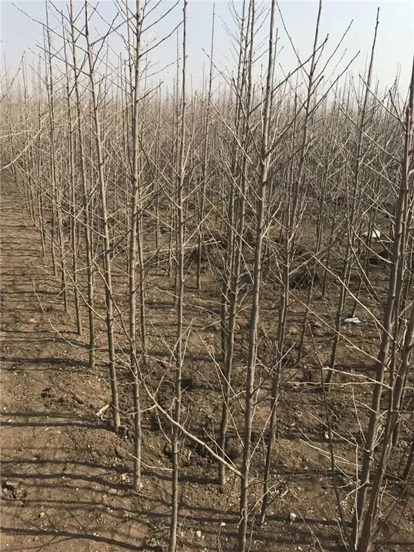 为什么说实生银杏是非常珍贵的树种？