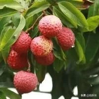 男人的心是什么样子的？