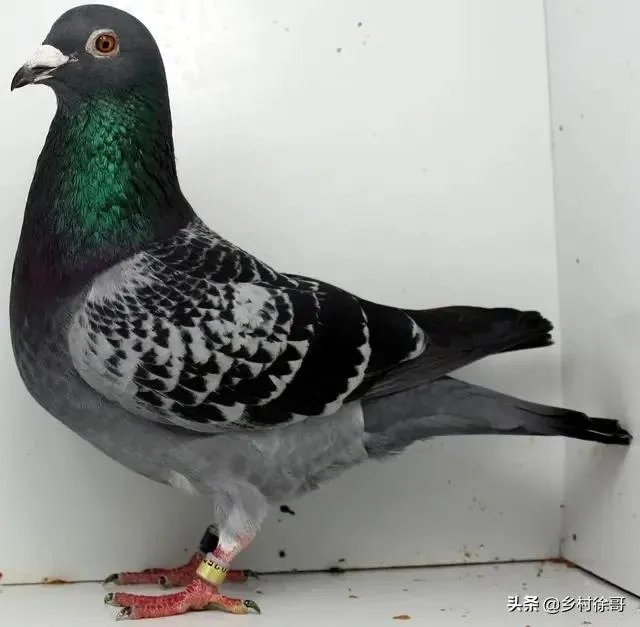 想养信鸽,从网上买种鸽靠谱吗?