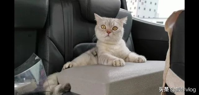 房车旅行可以带猫吗？为什么？