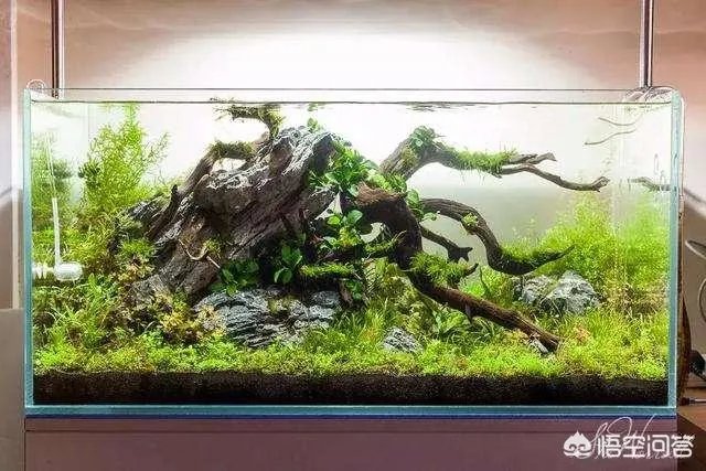 想养只小宠物具体哪个更适合家养？