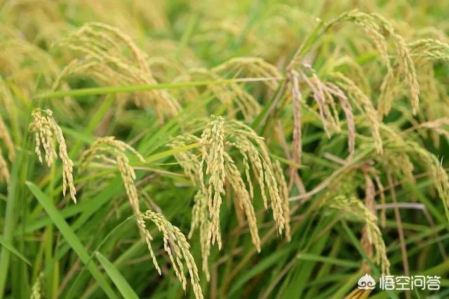 我国今年首次大范围试种海水稻，海水稻和水稻的区别到底有哪些？