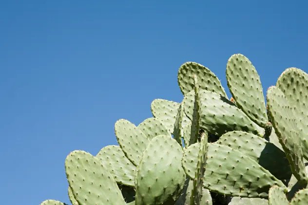 小满代表什么意思 小满的寓意是什么