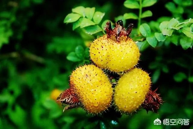 为什么有些人明知道便宜没好货,却依然要买?