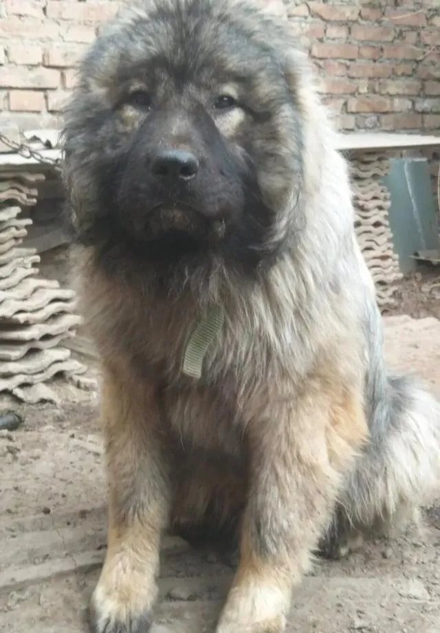 对主人忠诚的狗狗有哪些？