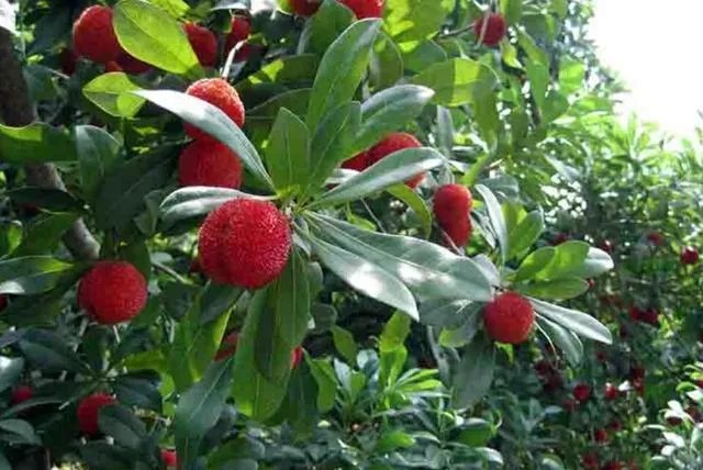 杨梅苗木栽培需要注意哪些事项？有没有什么好方法？