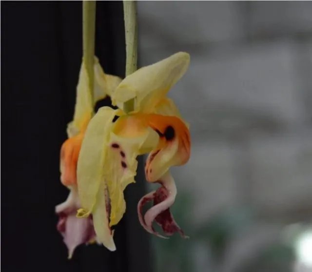 奇唇兰是什么花？谁说说看？