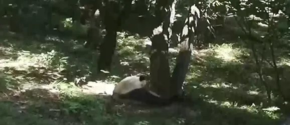 游客捡石砸大熊猫会被追究法律责任吗？