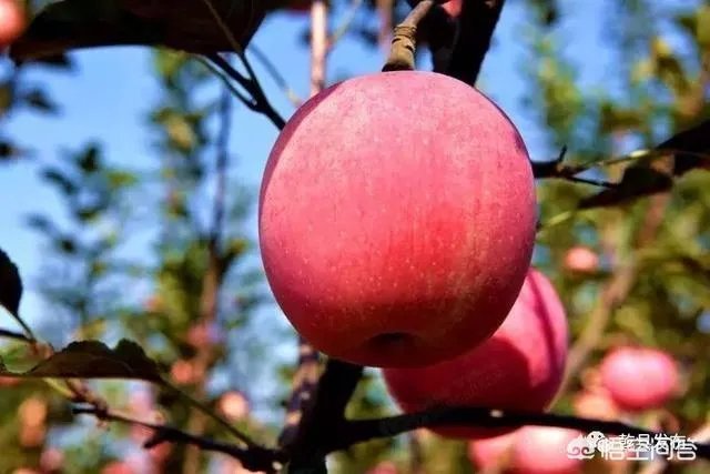 富士苹果的价格是多少？2018年下半年苹果的行情怎么样？