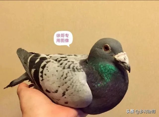 想养信鸽,从网上买种鸽靠谱吗?