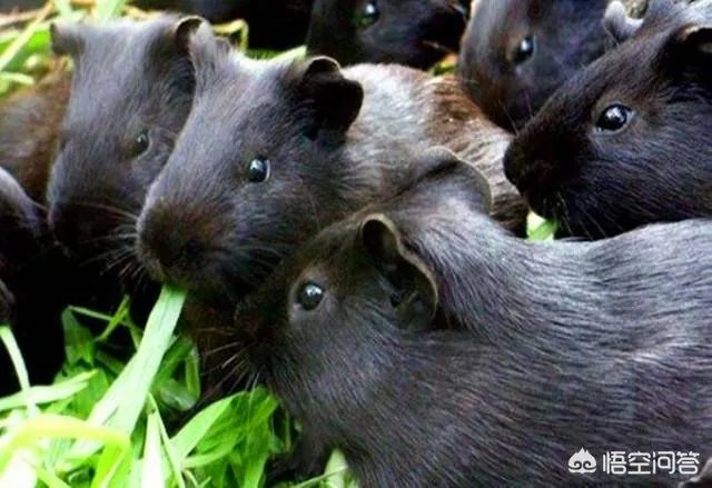 黑豚养殖，有大量的黑豚怎么养殖？