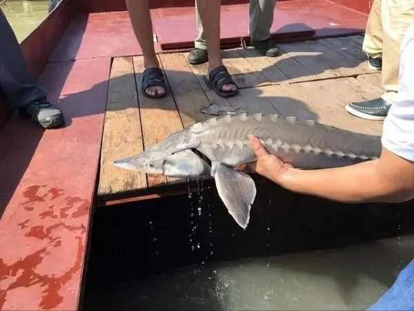 渔民误捕5条中华鲟赶紧放生，我国对其保护有多重视？