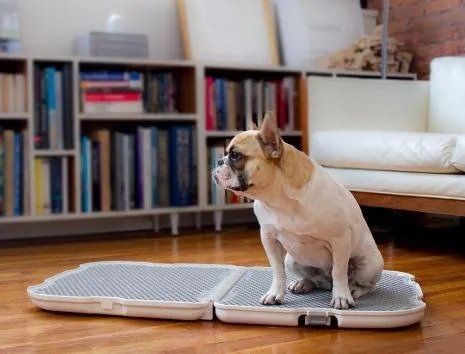 怎样训练狗狗讲规矩呀？