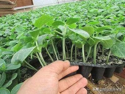 如何培育嫁接黄瓜苗？