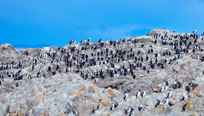 企鹅会飞吗 企鹅真的能飞吗