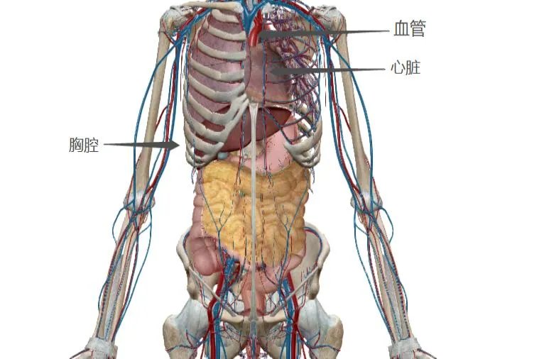 人的胸腔结构图