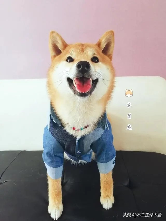 想养只小宠物具体哪个更适合家养？