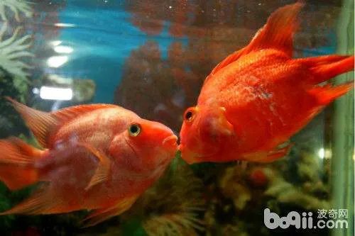 为什么我的接吻鱼不接吻呢？