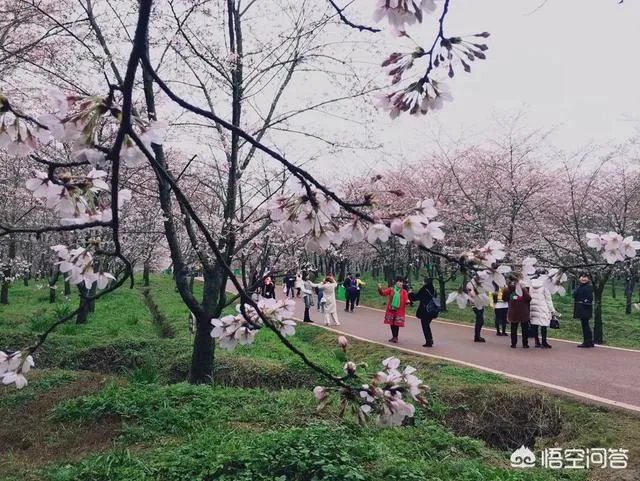 贵州平坝万亩樱花绽放，美爆了这个春天，有去过的吗？有旅游攻略路线吗？