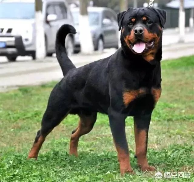 对主人忠诚的狗狗有哪些？