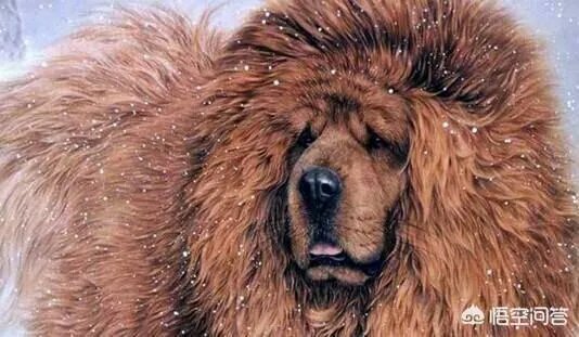 对主人忠诚的狗狗有哪些？