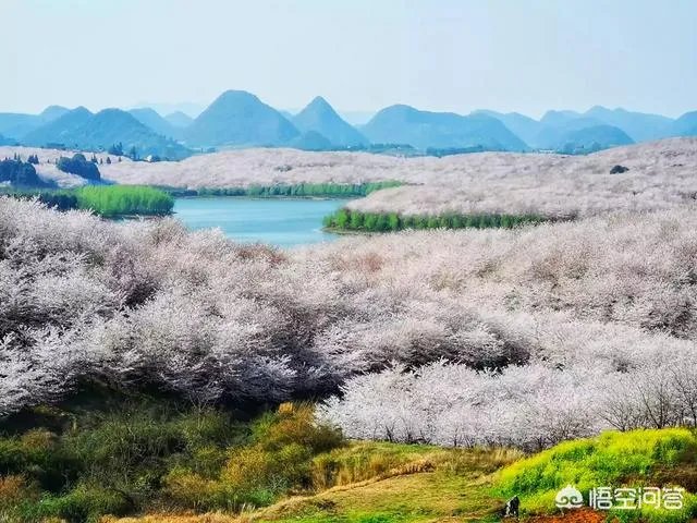 贵州平坝万亩樱花绽放，美爆了这个春天，有去过的吗？有旅游攻略路线吗？