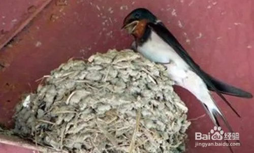 要装修燕子窝怎么办