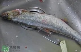 翘壳是什么鱼?翘壳鱼多少钱一斤2017?