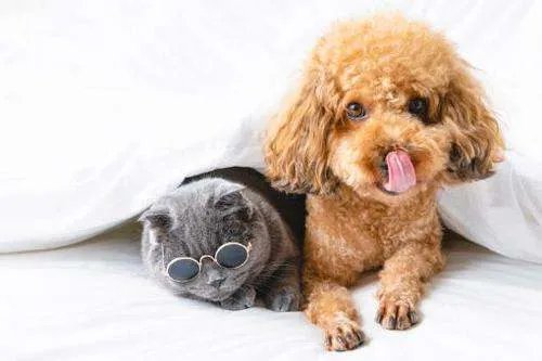 邯郸一男孩失联3日发现遗体,家属称被狗咬身亡警方介入,此事有何进展?