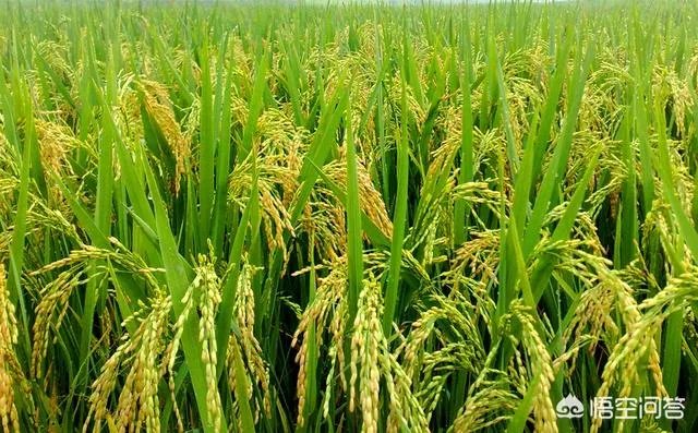 我国今年首次大范围试种海水稻，海水稻和水稻的区别到底有哪些？