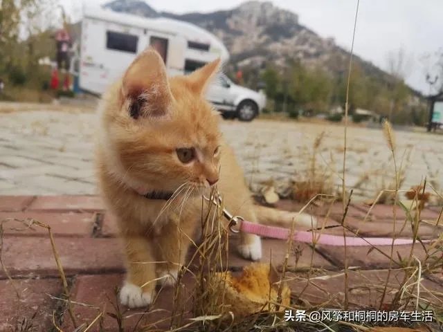 房车旅行可以带猫吗？为什么？