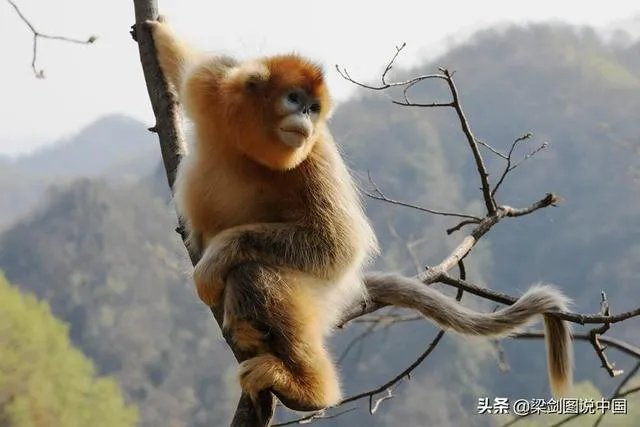 男人的心是什么样子的？