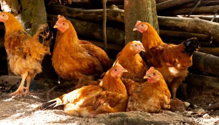 公鸡为什么能报晓