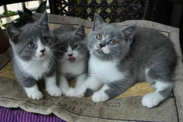 9.9元一天，共享猫咪生意火爆，谁来保证宠物猫的安全？