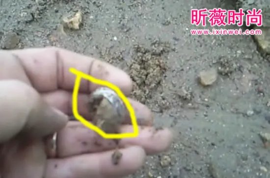 男子捡到一戒指 鉴定后乐坏了(图)