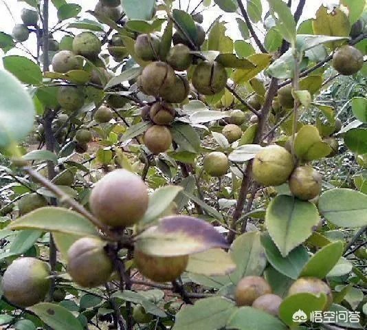 油茶苗哪个品种三年能挂果？