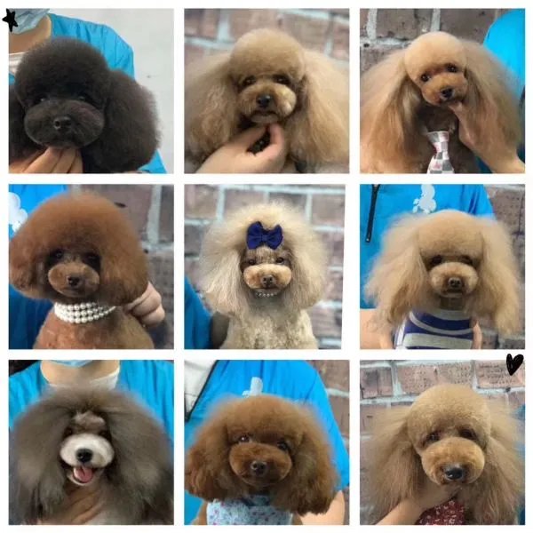 江苏哪家宠物美容学校比较好？