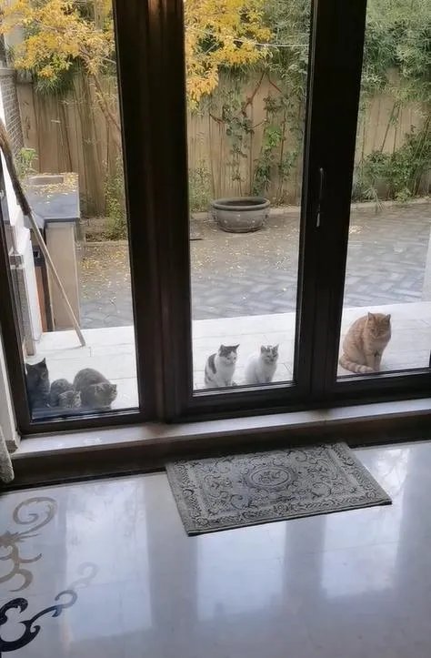 曹云金意外曝光豪宅内景，为什么会被嘲：不配为君子？